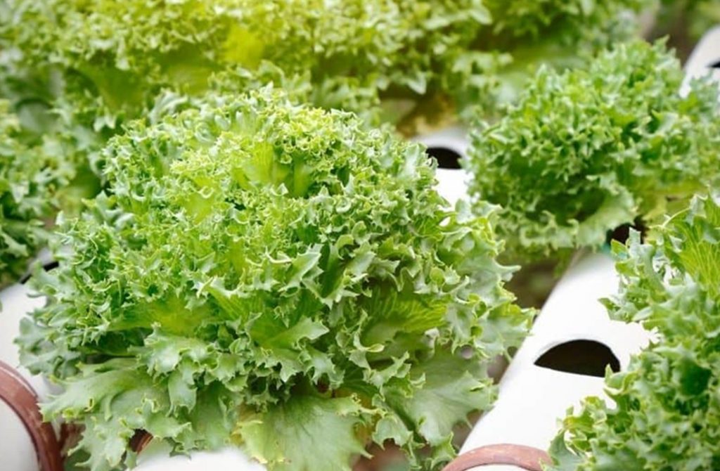 Know The Benefits Offered By Hydroponic Garden For Your Home.